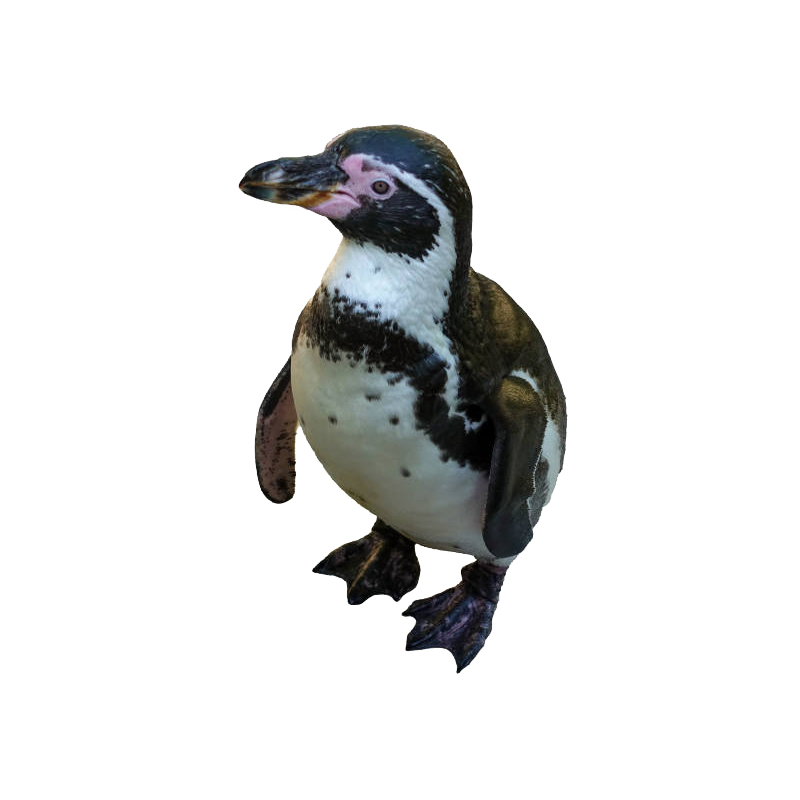 Humboldt Penguin Transparent Picture