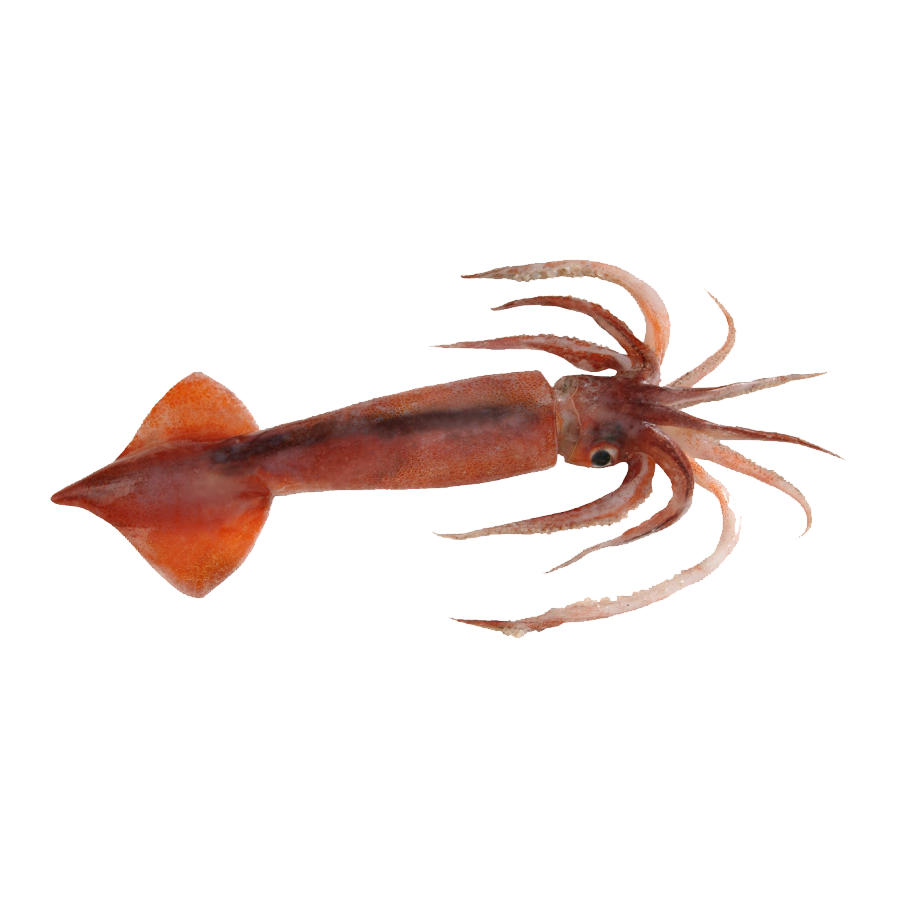 Humboldt Squid Transparent Image