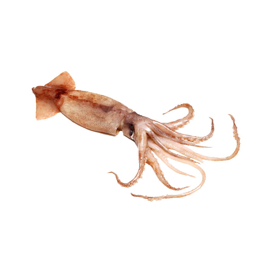 Humboldt Squid Transparent Photo