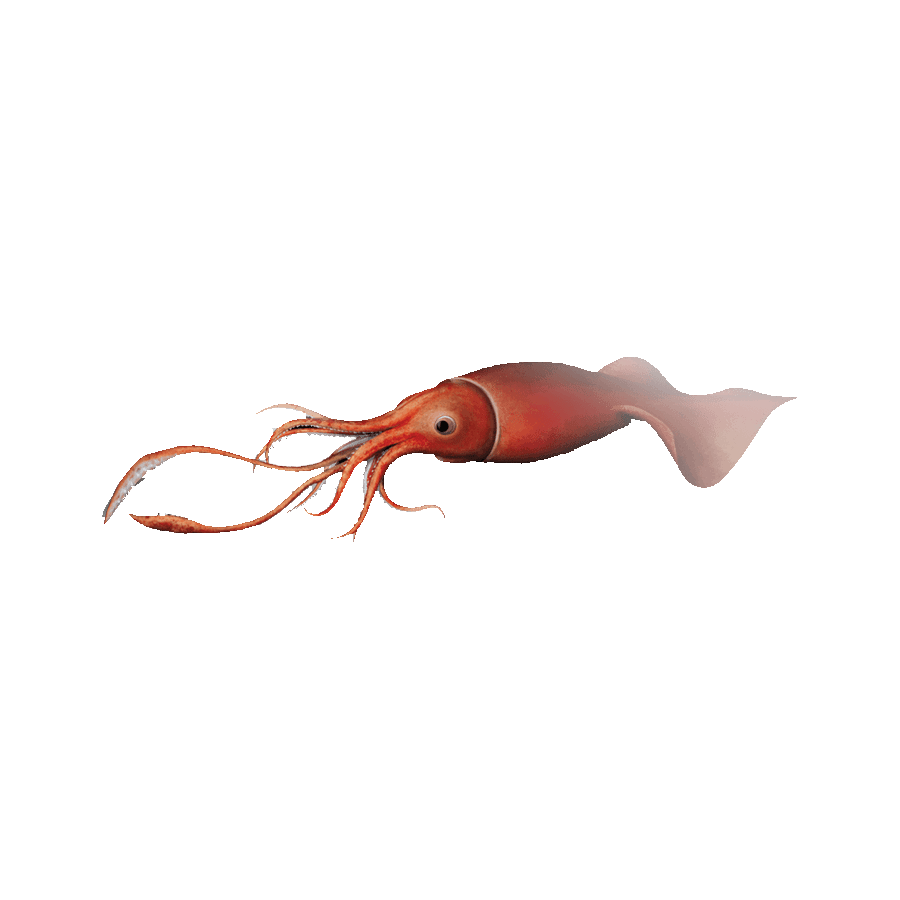 Humboldt Squid Transparent Picture