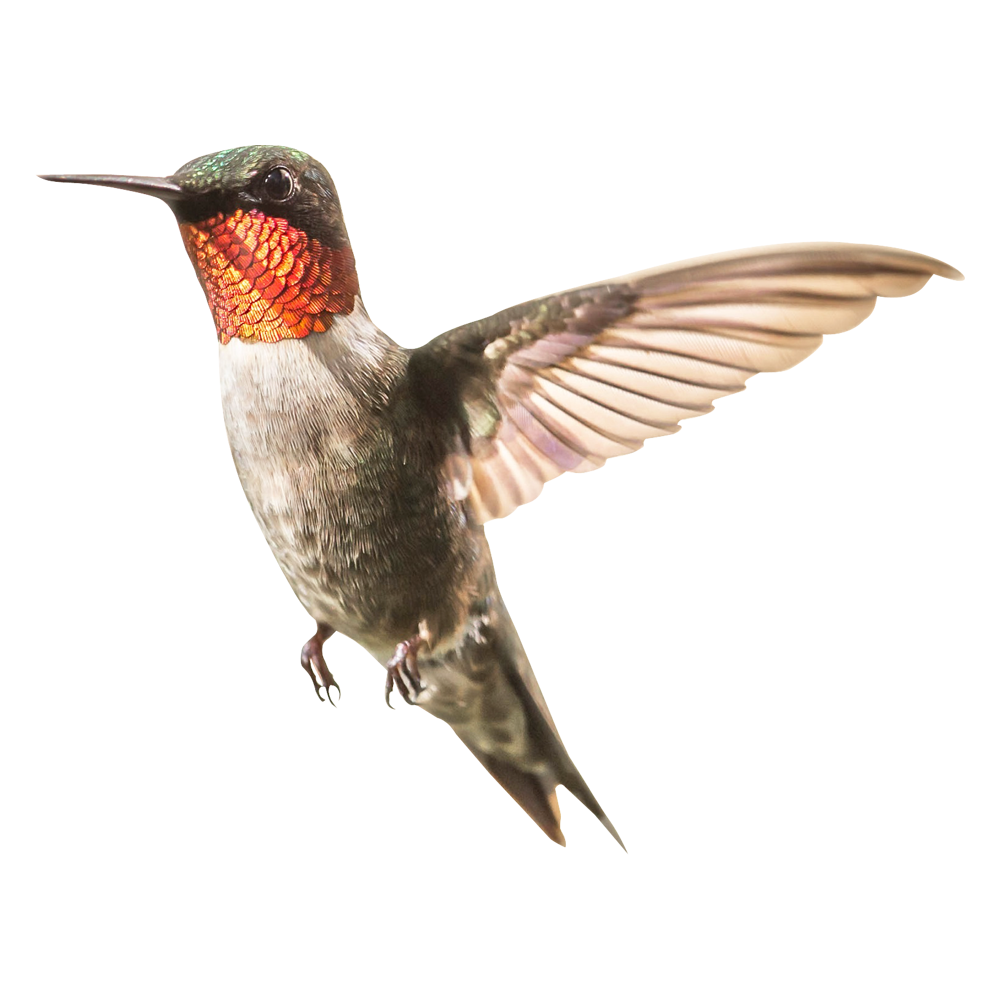 Hummingbirds Transparent Picture