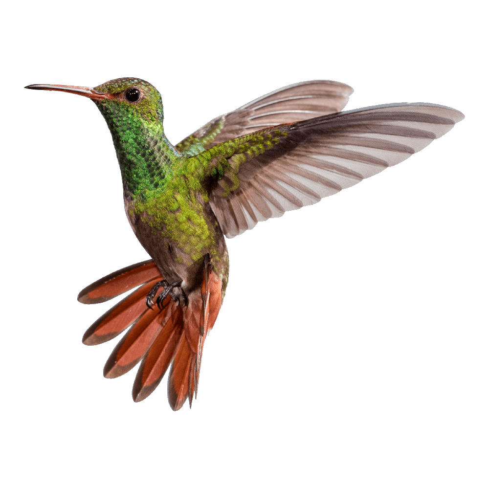 Hummingbirds Transparent Clipart