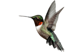 Hummingbirds PNG