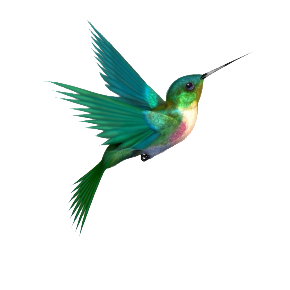 Hummingbird Tattoo  Transparent Photo