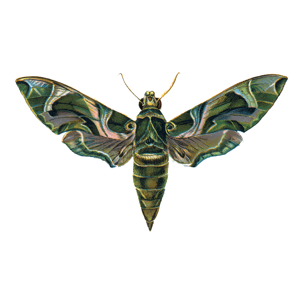 Hummingird Hawk Moth Transparent Image