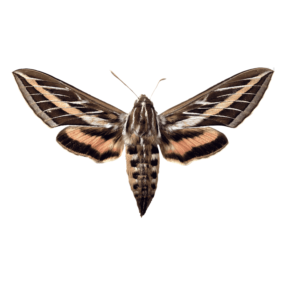 Hummingird Hawk Moth Transparent Clipart