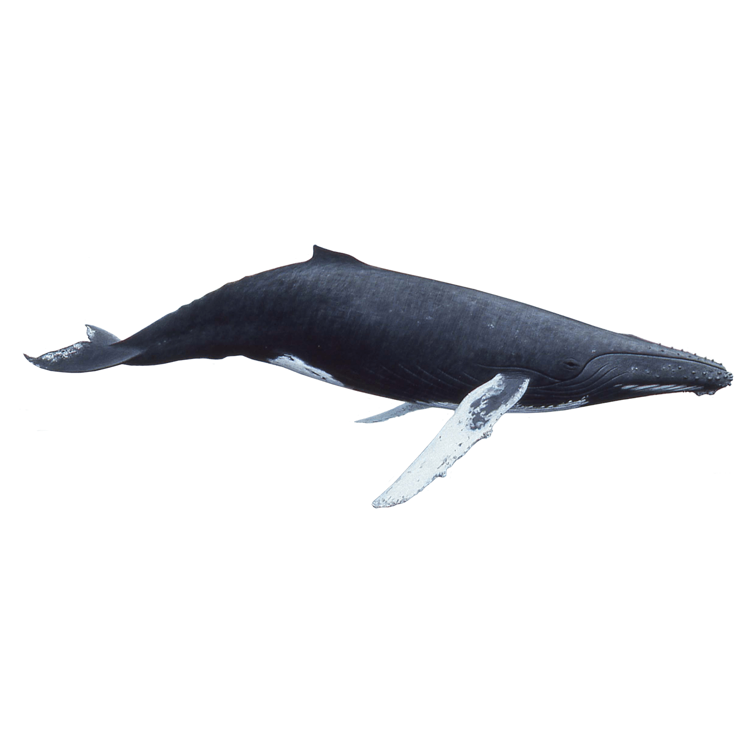 Humpback Whale Transparent Photo