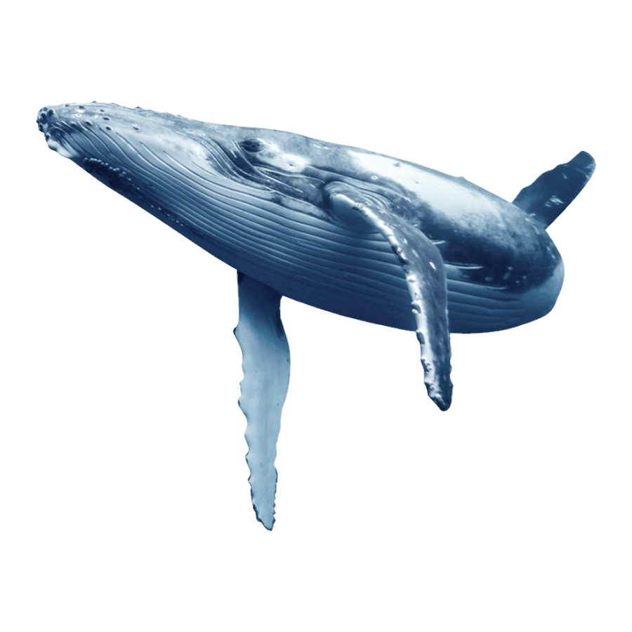 Humpback Whale Transparent Picture