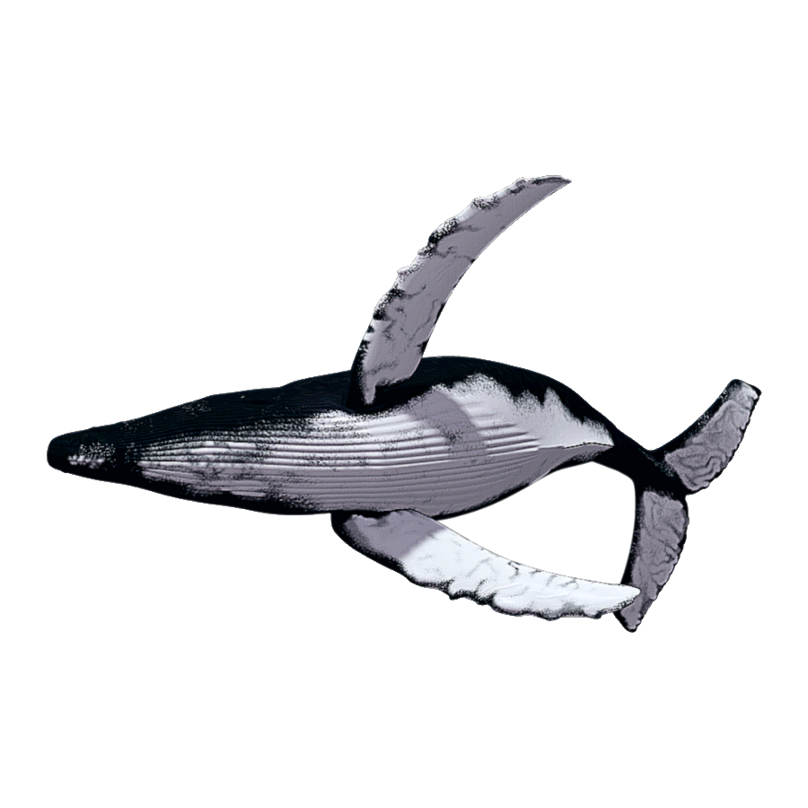 Humpback Whale Transparent Clipart