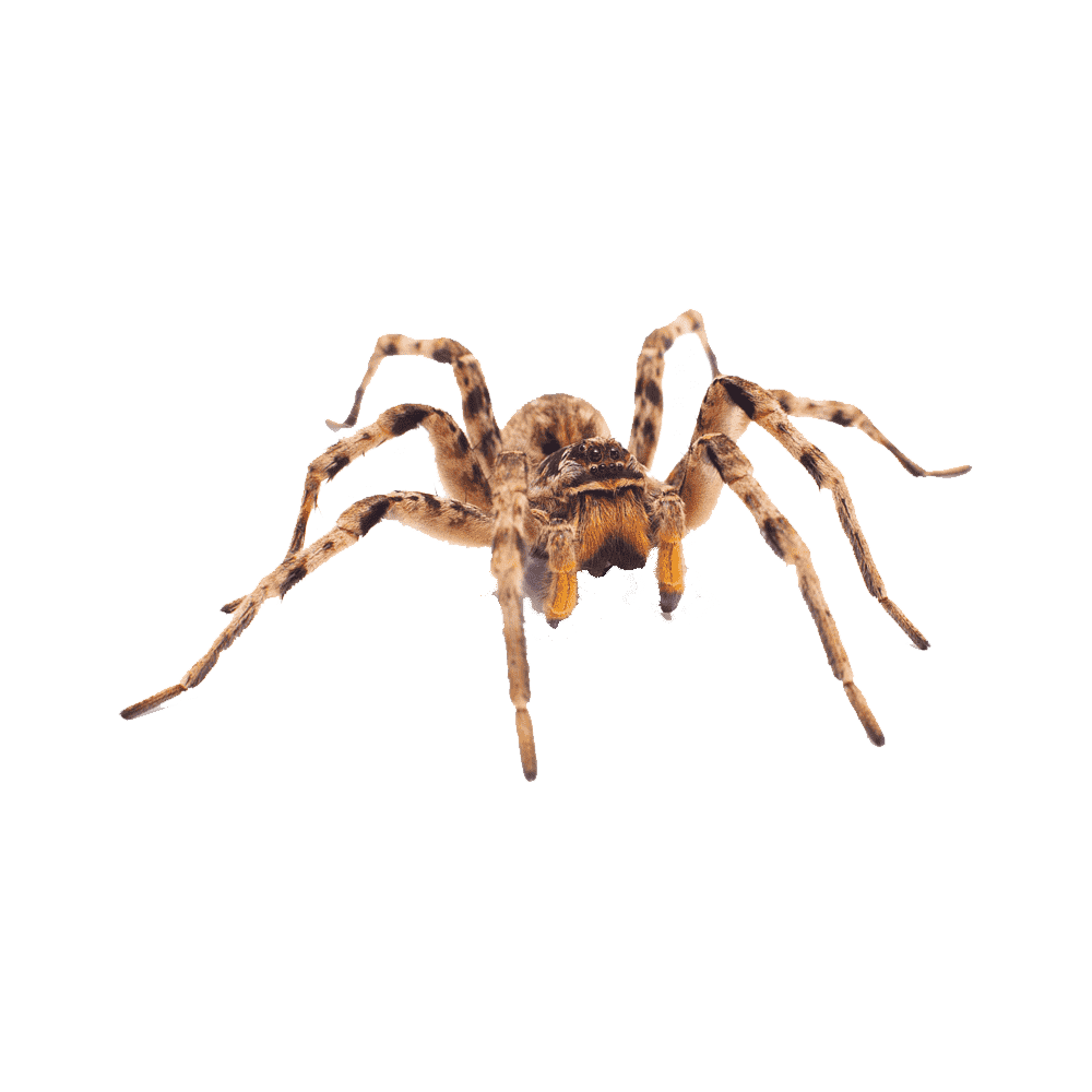 Huntsman Spider Transparent Image