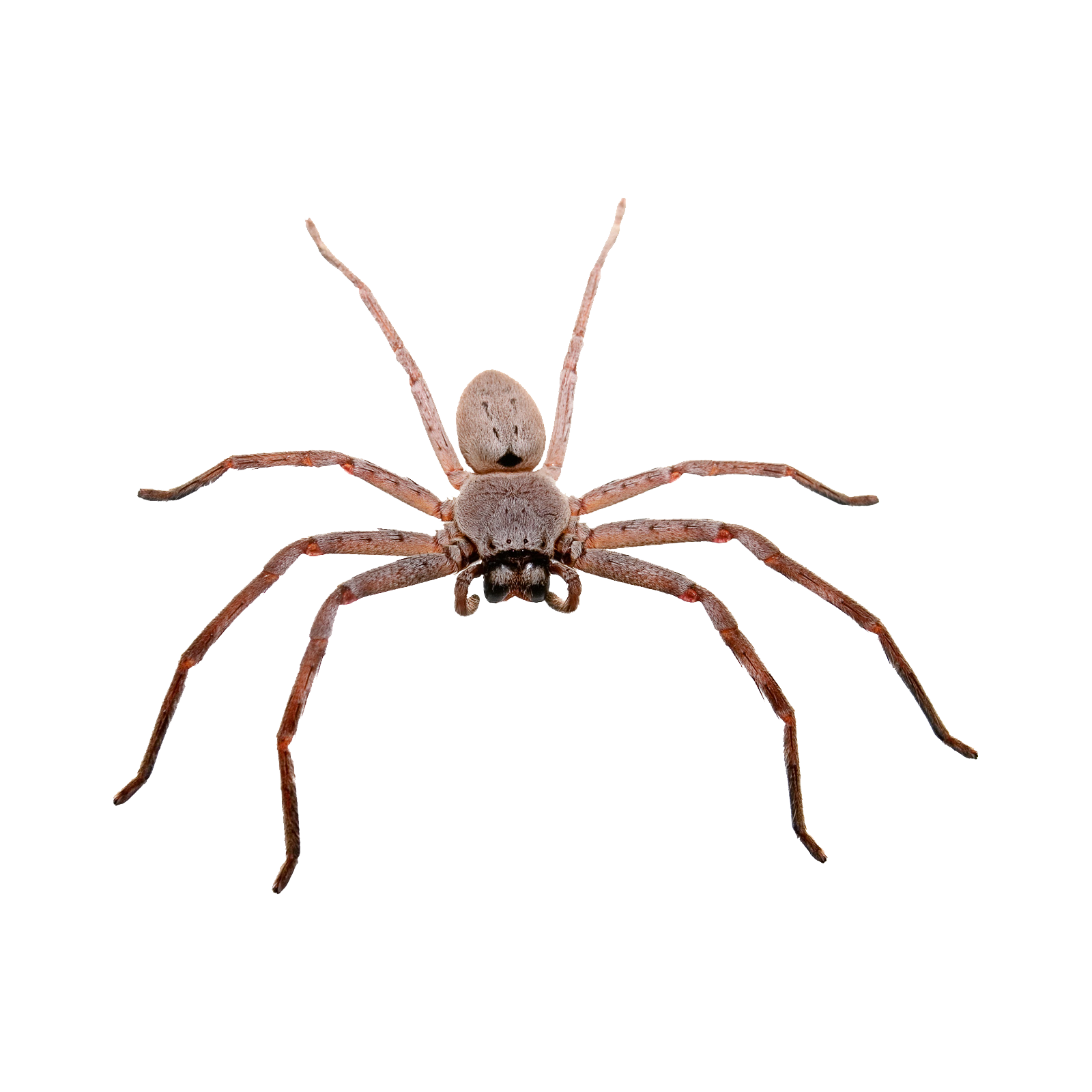 Huntsman Spider Transparent Picture