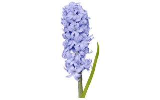 Hyacinth PNG