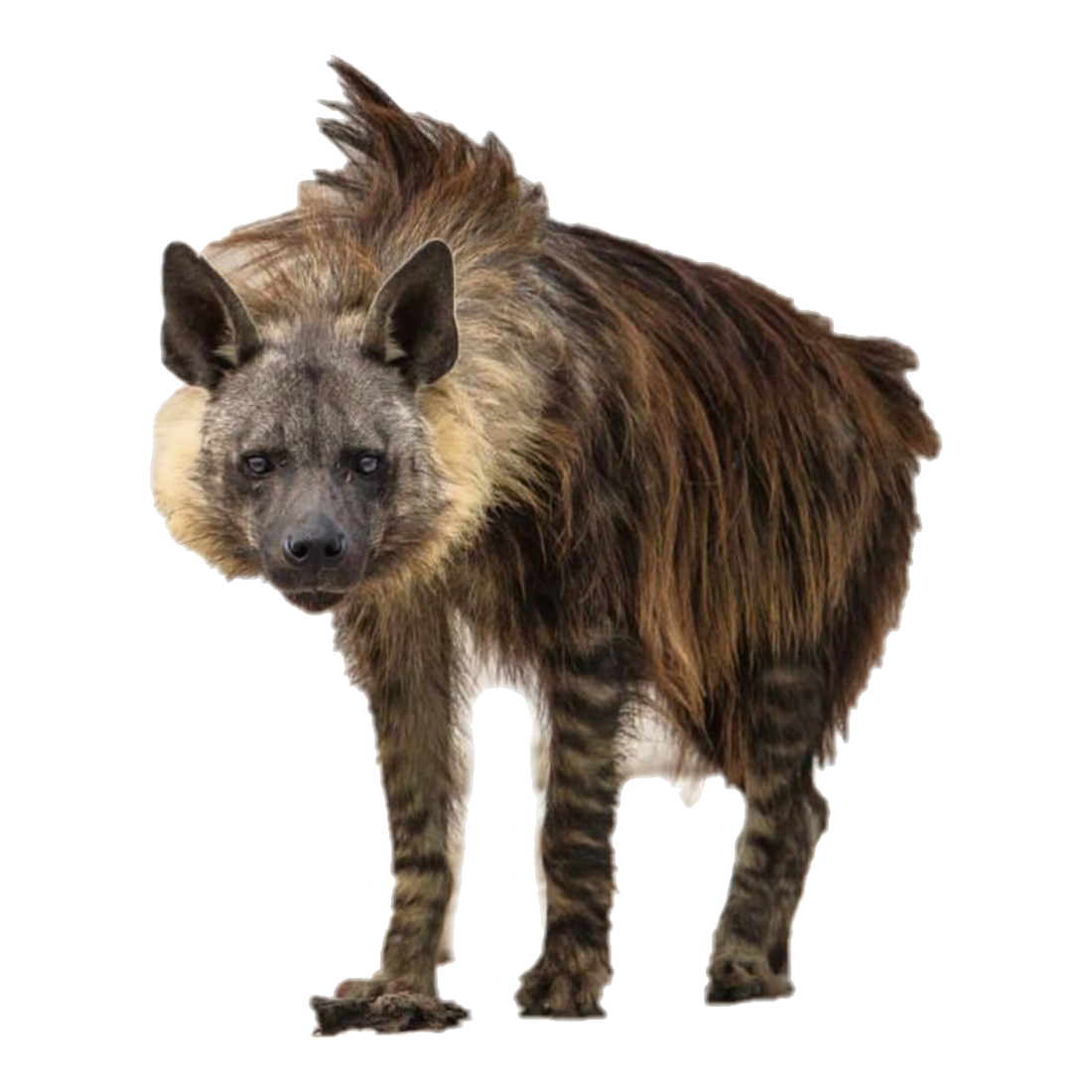 Hyena Transparent Photo