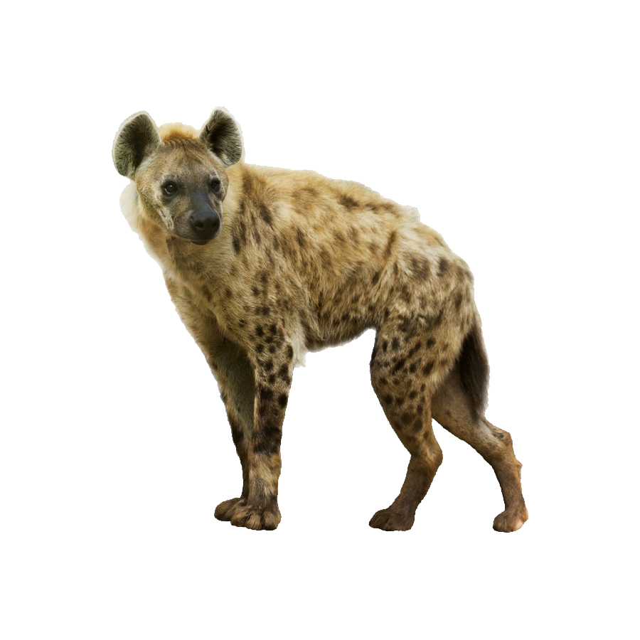 Hyena Transparent Clipart