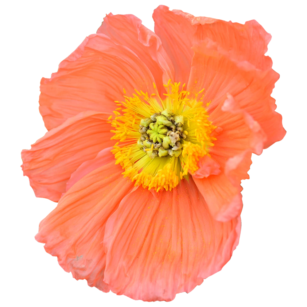 Iceland Poppy Transparent Picture