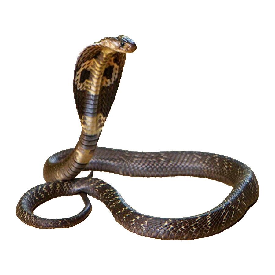 Indian Cobra Transparent Photo