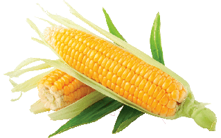 Indian Corn PNG