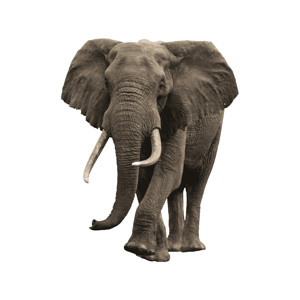 Indian Elephant Transparent Picture