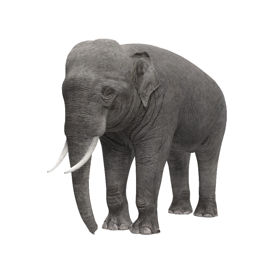 Indian Elephant Transparent Gallery