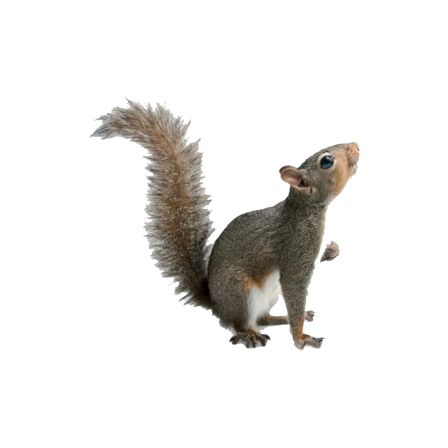 Indian Palm Squirrel Transparent Image