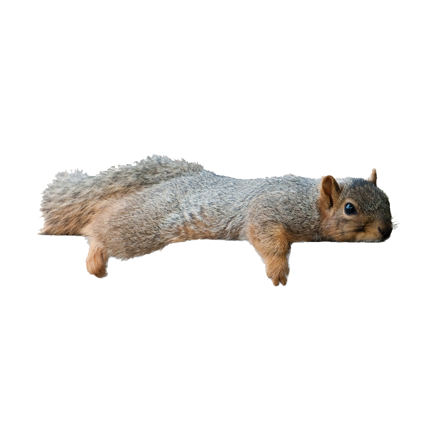 Indian Palm Squirrel Transparent Photo