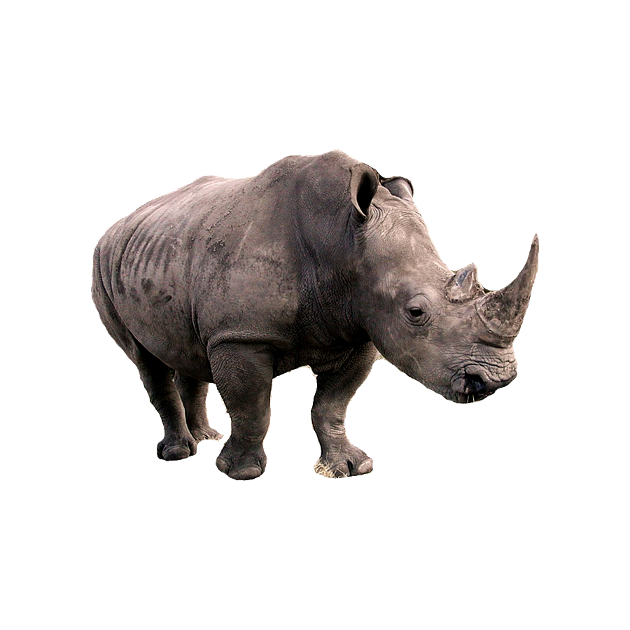 Indian Rhinoceros Transparent Photo