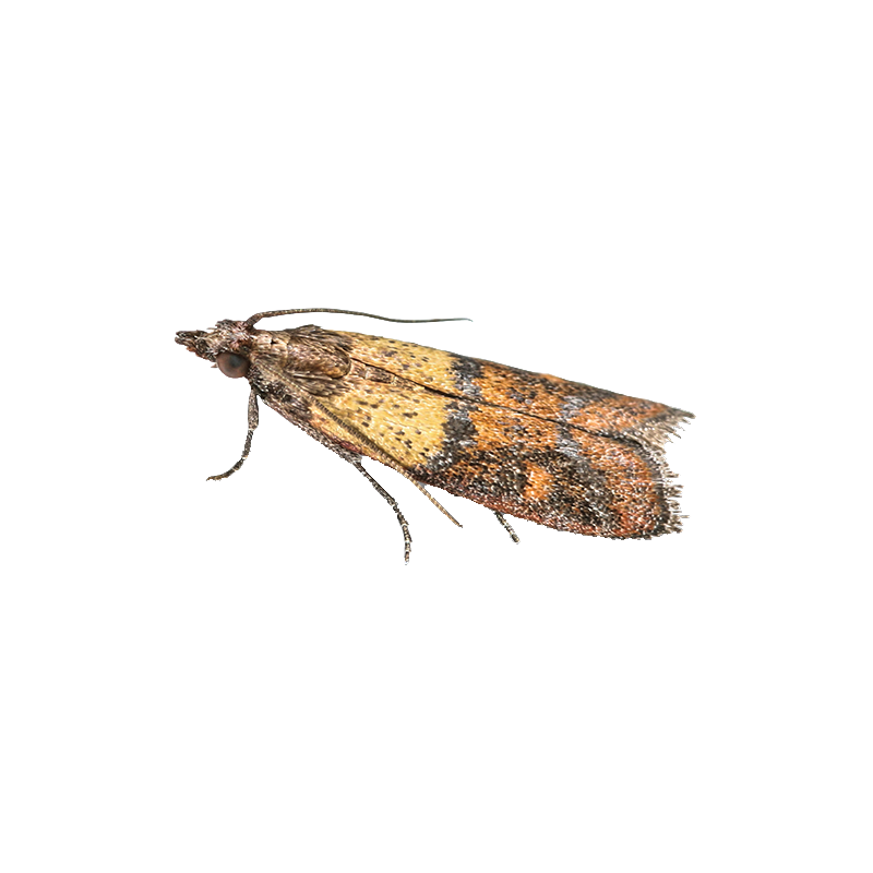 Indianmeal Moth Transparent Image