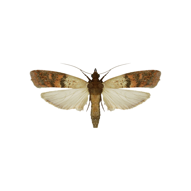 Indianmeal Moth Transparent Photo