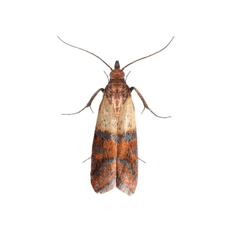 Indianmeal Moth Transparent Picture