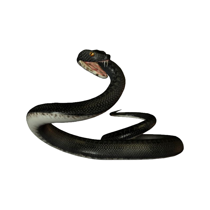 Indigo Snake Transparent Gallery