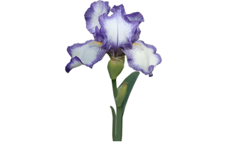 Iris PNG