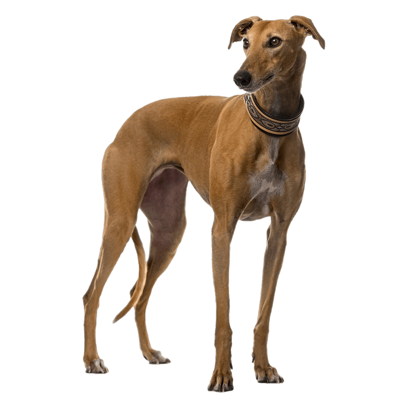 Italian Greyhound Transparent Image