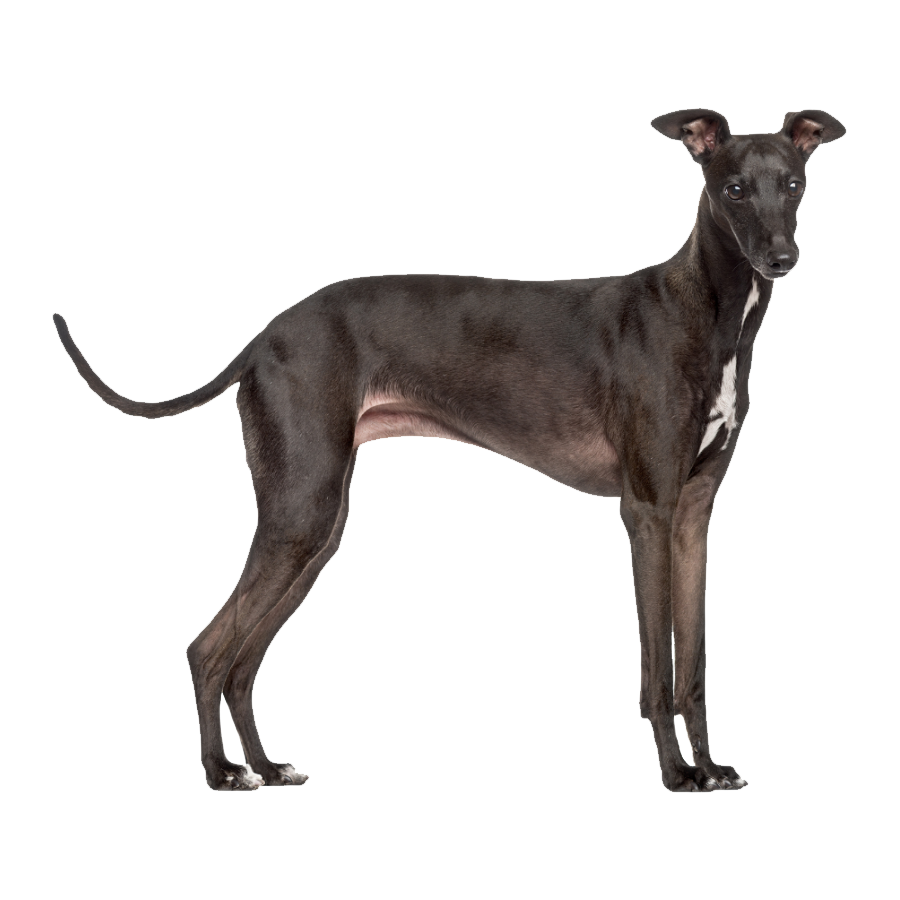 Italian Greyhound Transparent Photo