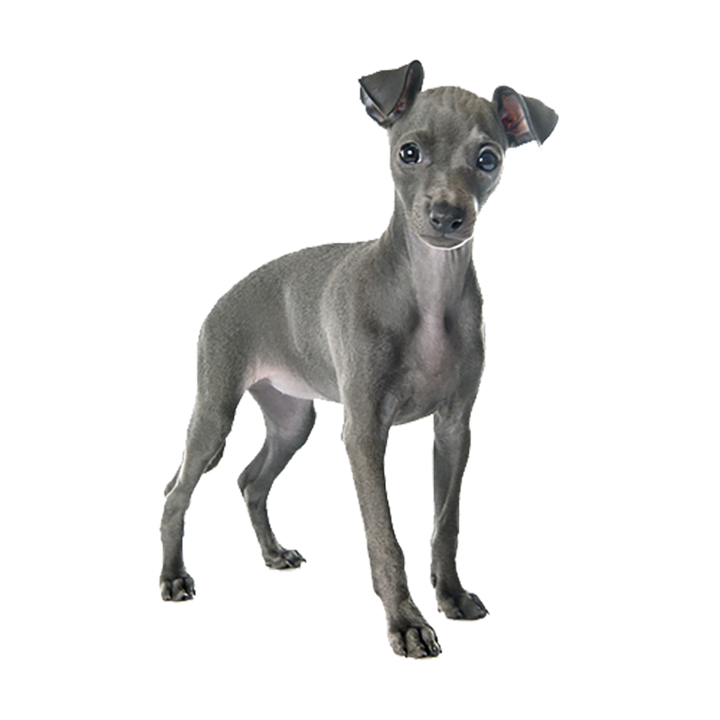 Italian Greyhound Transparent Clipart