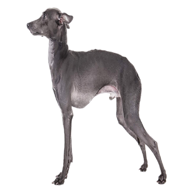 Italian Greyhound Transparent Gallery