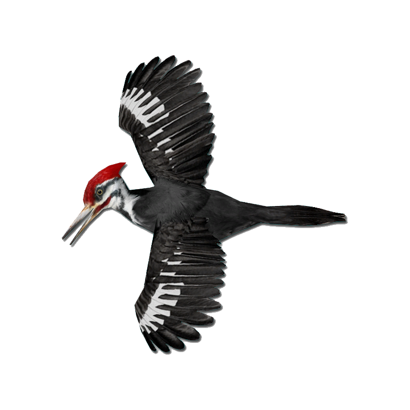 Ivory Billed Woodpecker Transparent Image