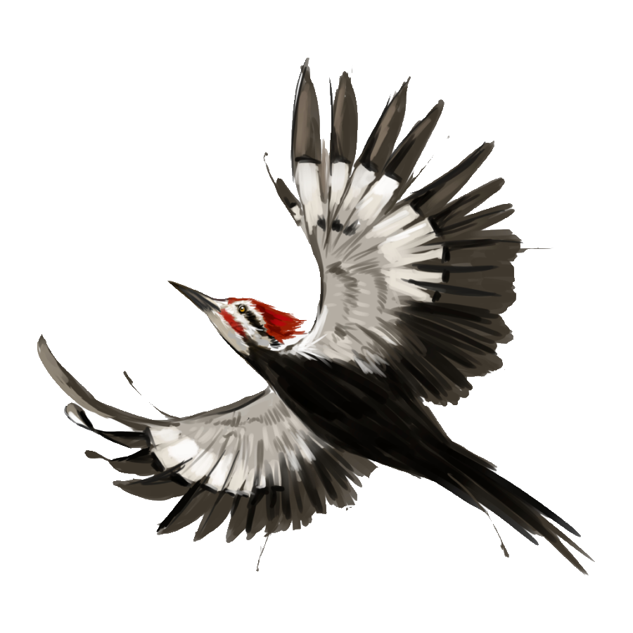 Ivory Billed Woodpecker Transparent Picture