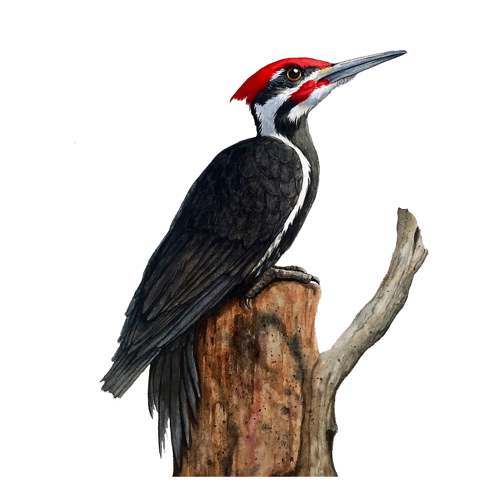 Ivory Billed Woodpecker Transparent Clipart