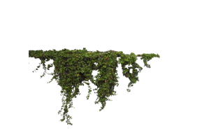 Ivy PNG