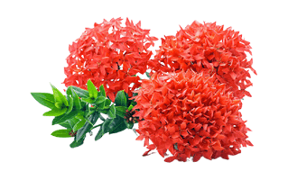 Ixora Flower PNG