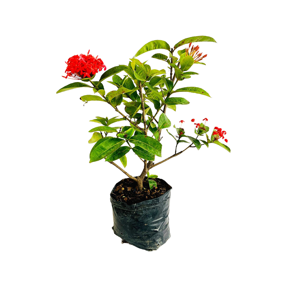 Ixora Plant  Transparent Clipart