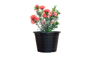 Ixora Plant PNG