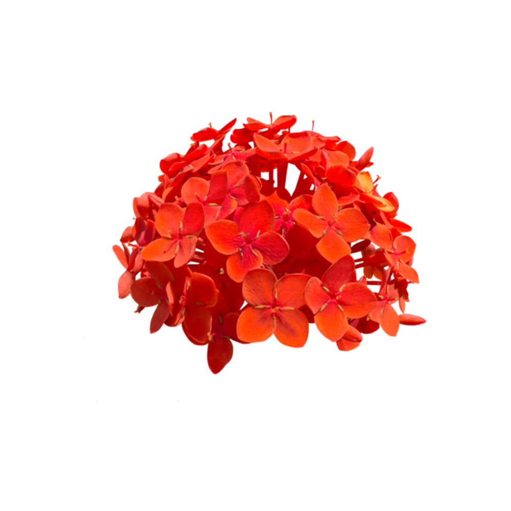 Ixora Red Flower  Transparent Image