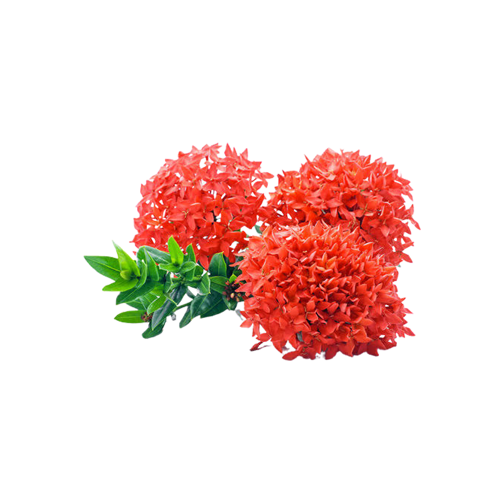 Ixora Red Flower  Transparent Photo