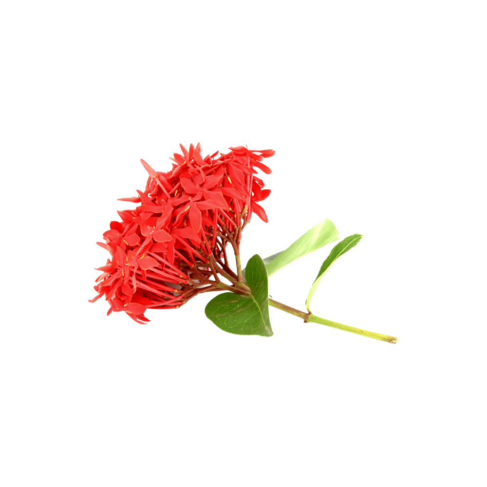 Ixora Red Flower  Transparent Clipart