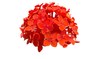 Ixora Red Flower PNG