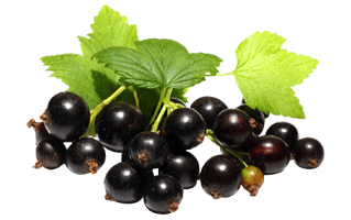 Jabuticaba Fruit PNG