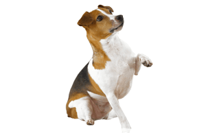 Jack Russell PNG