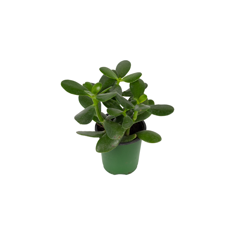 Jade Plant  Transparent Photo