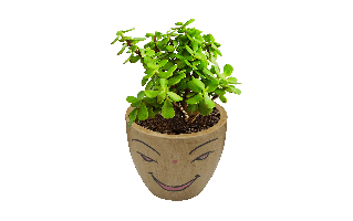 Jade Plant PNG